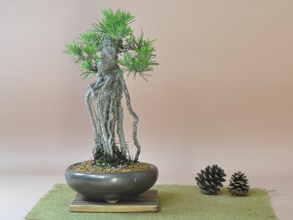 楽天市場】盆栽 松 根上がり 樹形 黒松 松盆栽 中品 趣味 中品盆栽