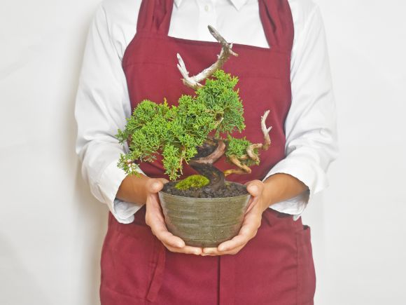 楽天市場】盆栽 真柏 紀州真柏 飛龍 ミニ盆栽 小品盆栽 松柏 記念樹