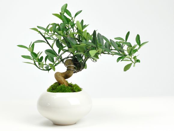 楽天市場】盆栽 キンズ 太幹 曲げ付き ミニ盆栽 きんず 金豆 初心者