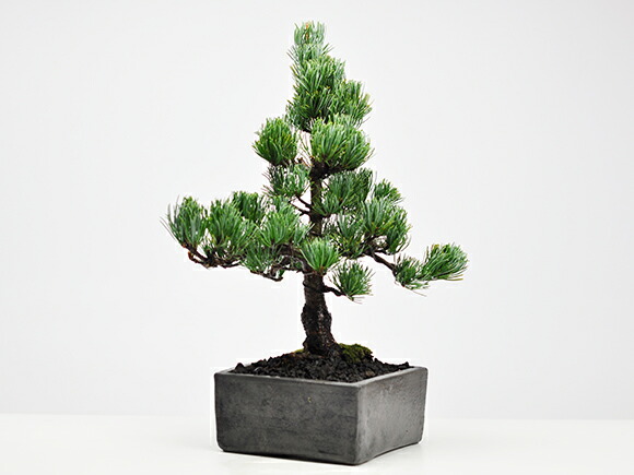 楽天市場】盆栽 松 五葉松 小品盆栽 ミニ盆栽 迫力のある立派な五葉松