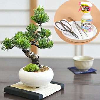 楽天市場】Bonsai 松 五葉松とはじめて道具セットミニ盆栽 ハサミ