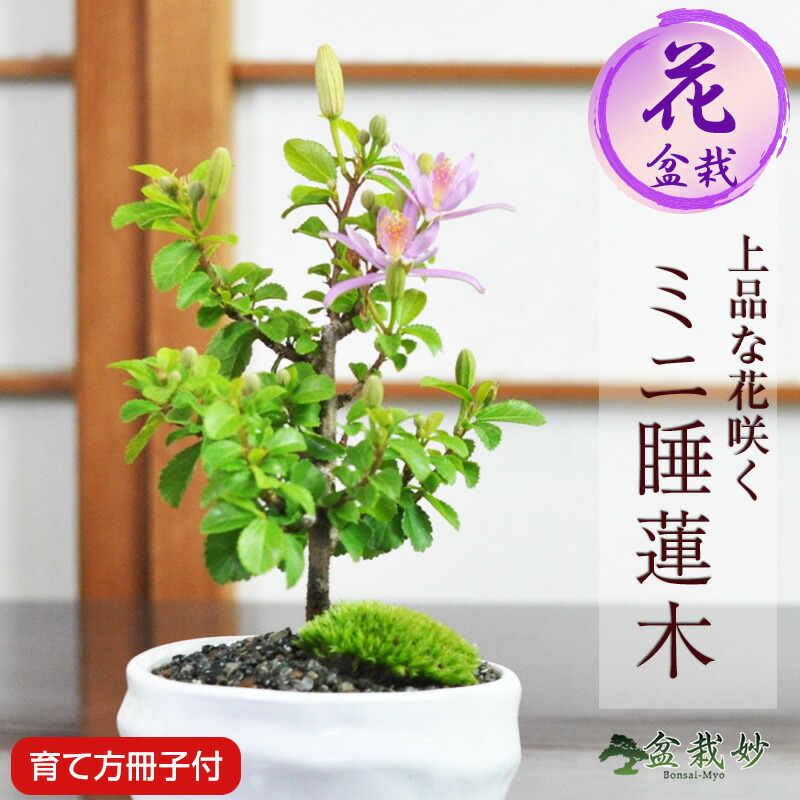 楽天市場】母の日 ミニ盆栽 睡蓮木 ミニミニ盆栽 スイレンボク 白丸