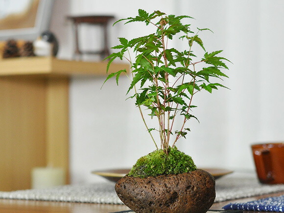 楽天市場】盆栽 もみじ 寄せ植え 石付き 山もみじ 紅葉 ミニ盆栽