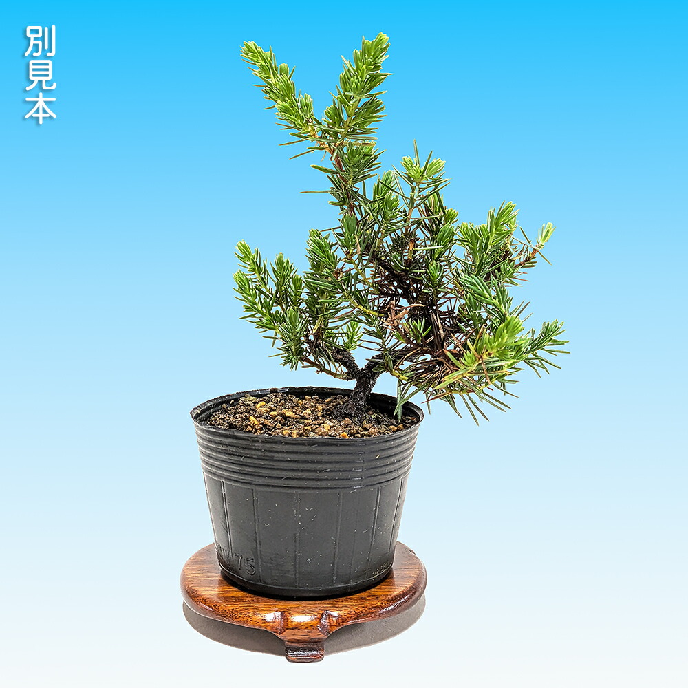 楽天市場】盆栽 杜松 伊達誉 トショウ 小品盆栽 ミニ盆栽 松柏 盆栽