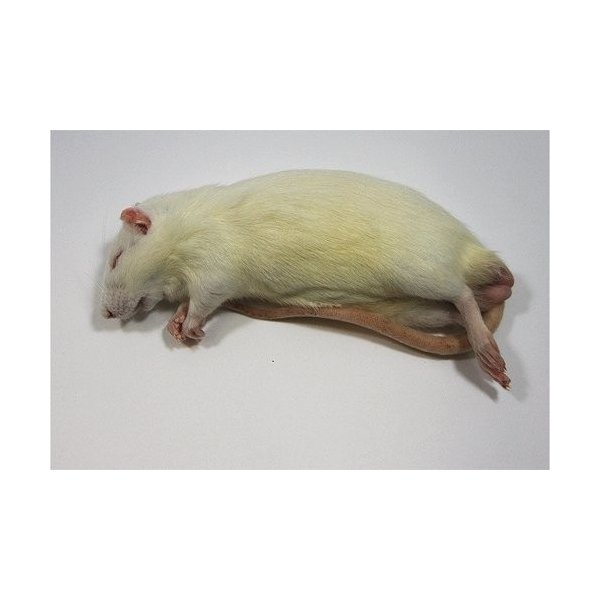 爬虫類 冷凍ラット」の人気商品一覧 | 安い商品を通販サイトから探す