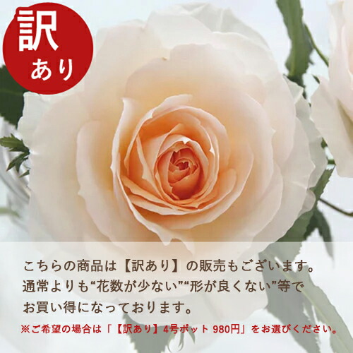 fujisan05-3.jpg?fitin=720:720