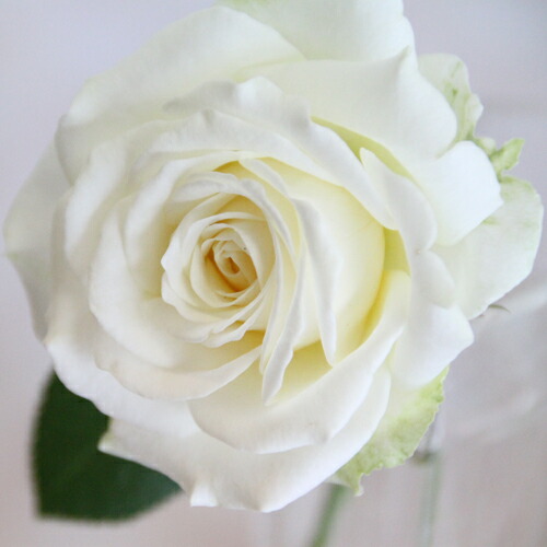 白い水差しのバラ キラキラ白いバラ 20本の花束 | バラ・生花,白いバラ,花束 | ROSESHOP