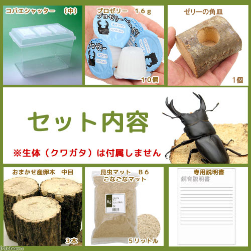 楽天市場】オオクワガタ産卵セット 器具のみ 説明書付き 昆虫 飼育