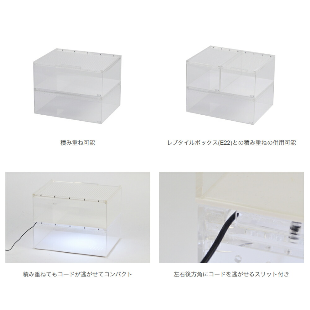 楽天市場】【3／1限定】当選確率2分の1！1等最大100％ 爬虫類