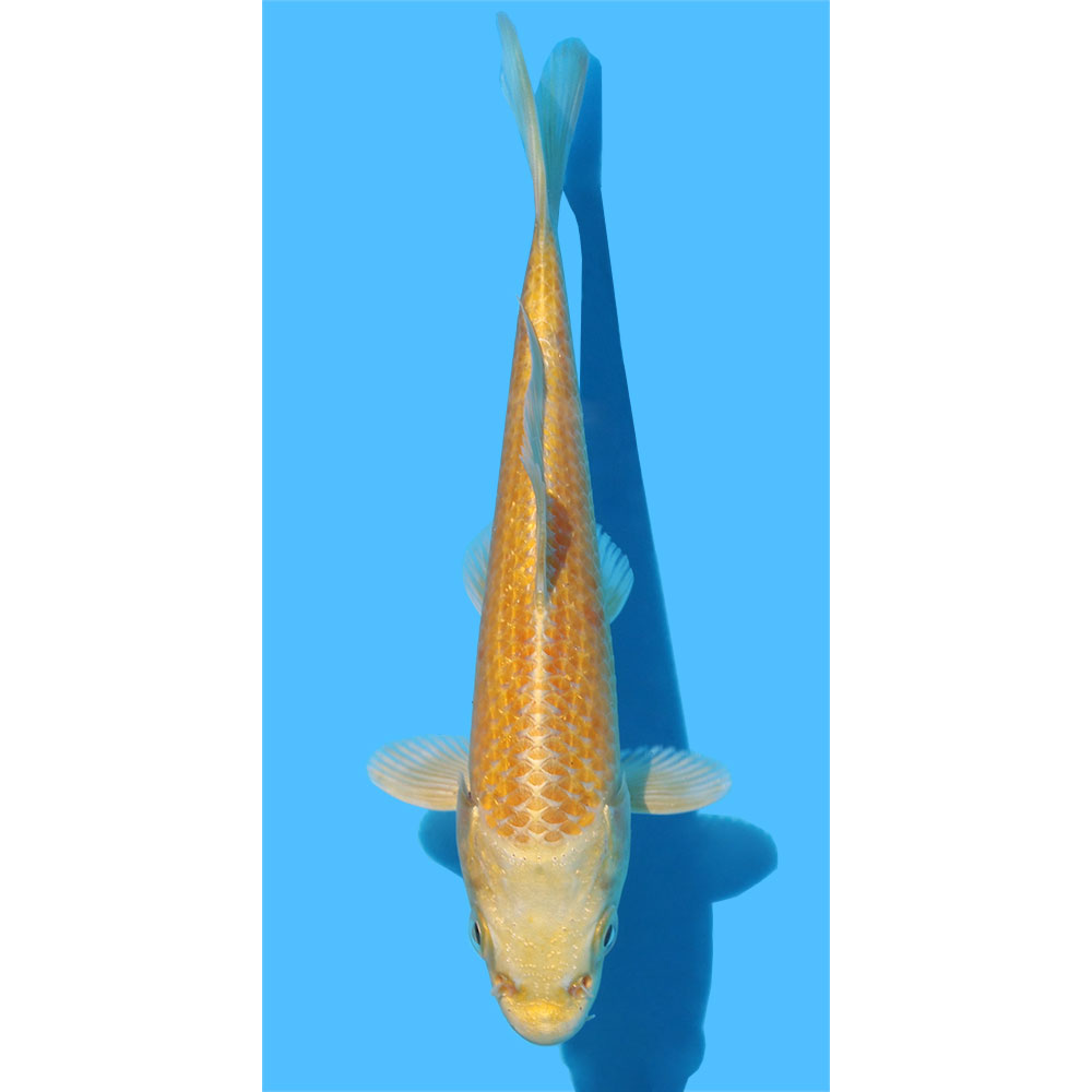 楽天市場】（錦鯉）山吹黄金 8〜13cm（1匹） : charm 楽天市場店