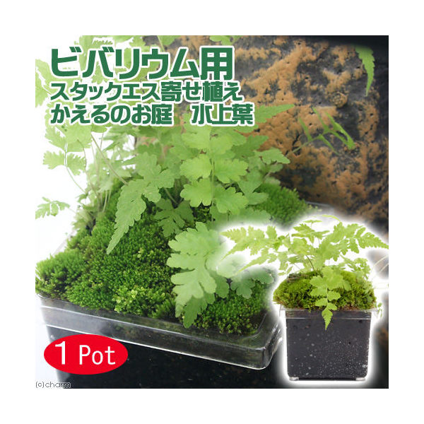 楽天市場】（テラリウム）ビバリウム用 かえるのお庭 Ver．おまかせ