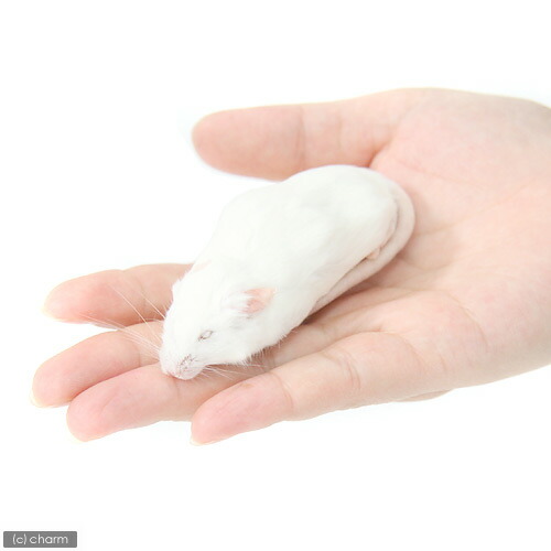 楽天市場】冷凍☆アダルトL カタ養殖 Mice30 冷凍マウス（10