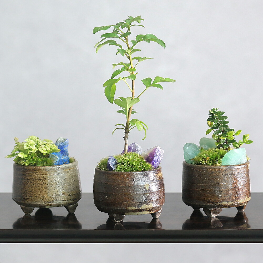 楽天市場】（山野草）苔盆栽 おまかせ山野草・鉱石 益子焼植え（3鉢