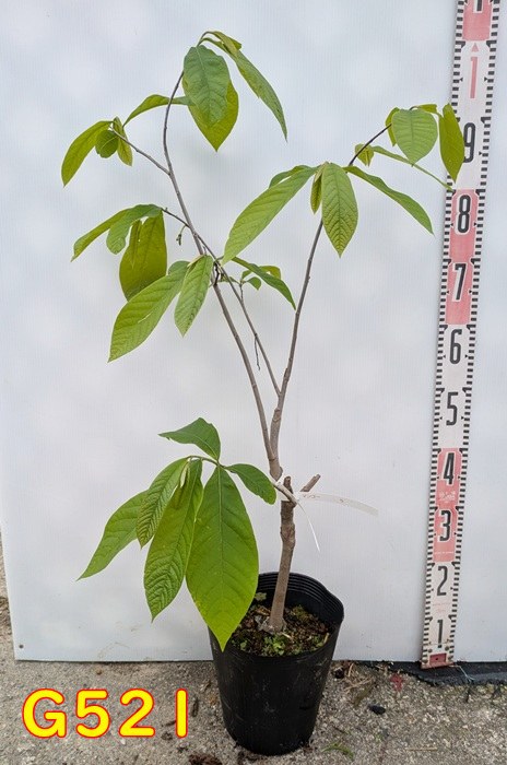 楽天市場】【現品発送】ポポー マンゴー 接ぎ木苗 7号 G521《果実を