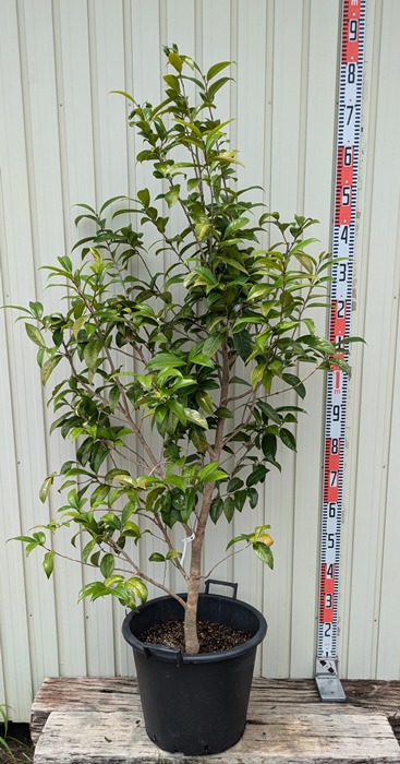 楽天市場】【現品発送】椿（ツバキ）初黄（ショコウ）樹高1.4m 苗木