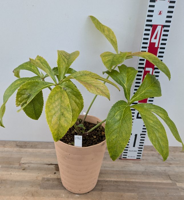 楽天市場】【現品】クリスマスローズ 多弁ダブル咲き イエロークリーム