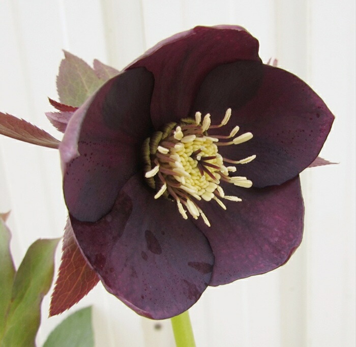 クリスマスローズ苗 クリスマスローズ 交配種 開花見込み株 6鉢価格