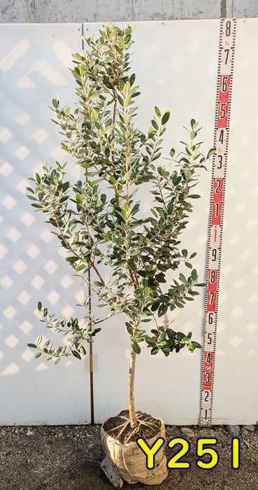 苗 フェイジョア」の人気商品一覧 | 安い商品を通販サイトから探す