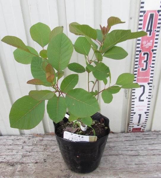 楽天市場】スモークツリー フレーム 雌木苗木 4.5号苗(e05) : 千草園芸