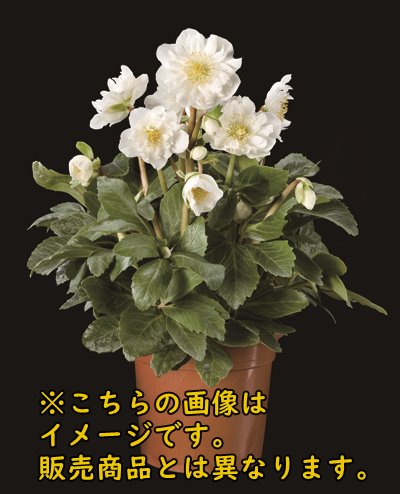 楽天市場】クリスマスローズ HGC ツインスピリッツ 5号【八重咲き