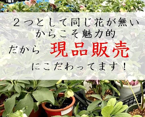 ㉖-324クリスマスローズ 一点物】加藤農園 クリスマスローズ