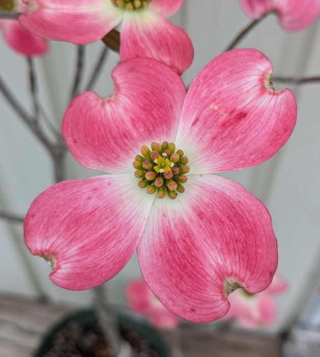 楽天市場】花水木（ハナミズキ）ジュニアミス（桃花）6号 苗木