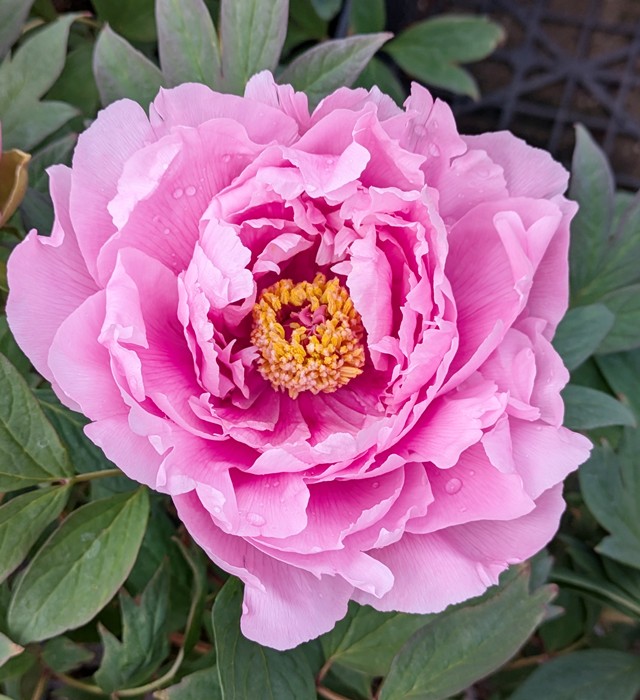 楽天市場】ボタン(牡丹) 苗木 関西明石潟（カンサイアカシガタ）7号