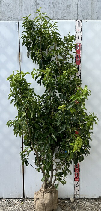 楽天市場】【現品】ソヨゴ 株立ち 雌株(メス株) 樹高1.6m Y109