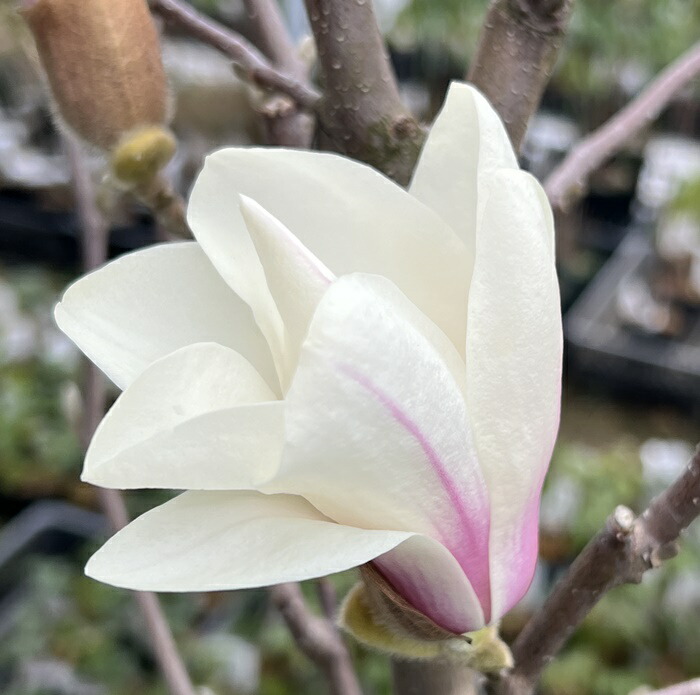 楽天市場】ハクモクレン スノーホワイト 7号 苗木(J04) : 千草園芸