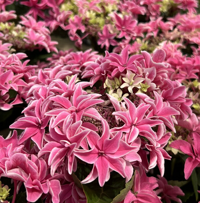 楽天市場】【屋外管理苗】アジサイ（紫陽花・あじさい） 月虹