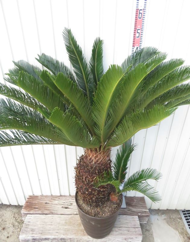 楽天市場】【現品発送】ソテツ（蘇鉄) 大株 幹太 12号フレグラー鉢植え