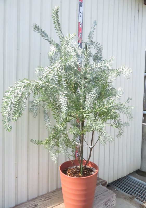 楽天市場】【現品発送】アカシア ブルーブッシュ 苗木 10号フレグラー