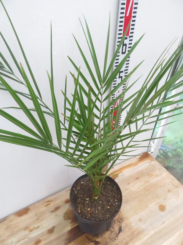 楽天市場】カナリーヤシ(フェニックス) 苗木 6号鉢植え（v08） : 千草園芸