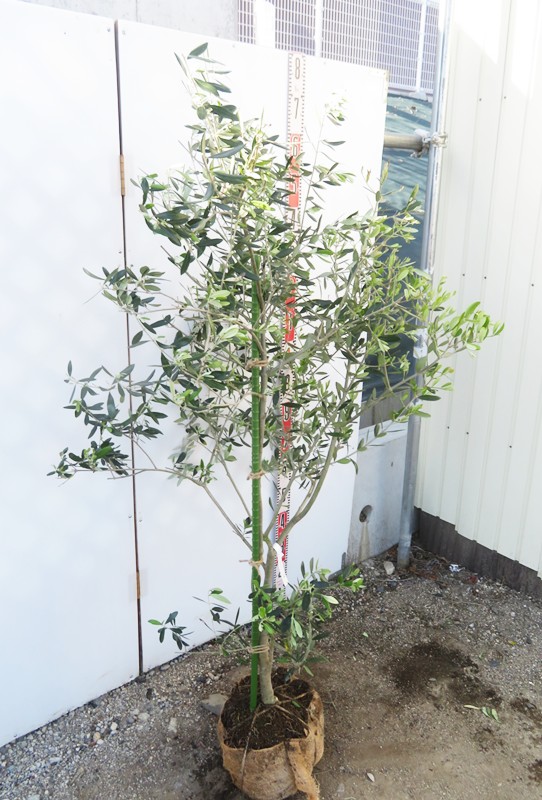 楽天市場】【現品】オリーブの木 アスコラーナ 苗木 樹高1.5m G190