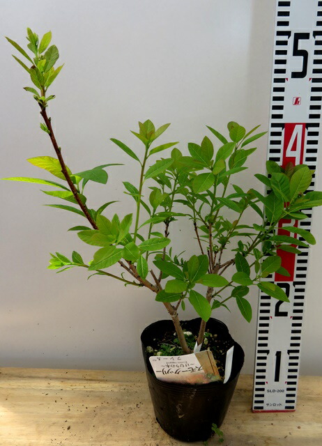 楽天市場】スモークツリー フレーム 雌木苗木 4.5号苗(e05) : 千草園芸