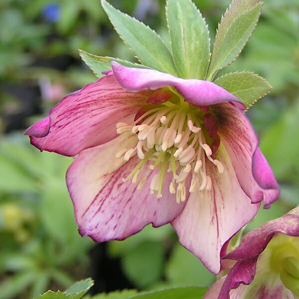 楽天市場】【開花見込み株】ミヨシのクリスマスローズ プチドール 彩