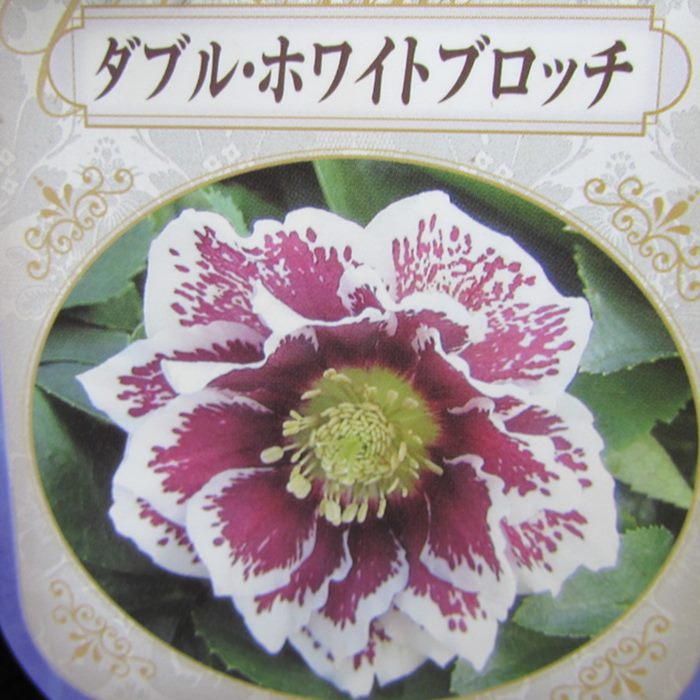 楽天市場】クリスマスローズ 開花見込み株 実生苗 ダブル咲き ホワイト