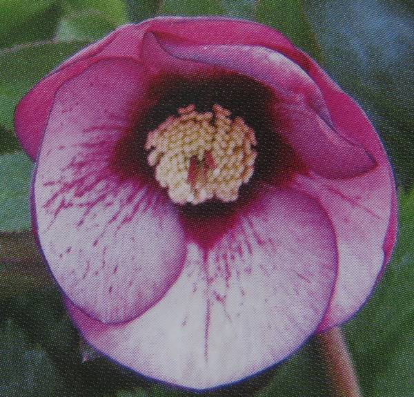 クリスマスローズ ウィンターシンフォニー ピンク フラッシュ dd 7号苗