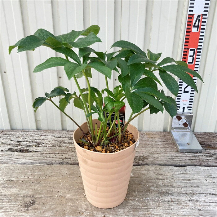 楽天市場】【現品】クリスマスローズ ダブル咲き グリーンリップ