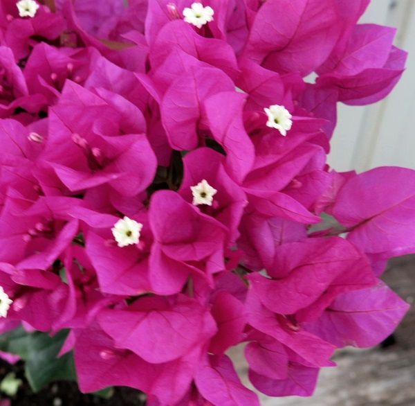 楽天市場】ブーゲンビリア ベラ ディープパープル 5号苗（h30） : 千草園芸