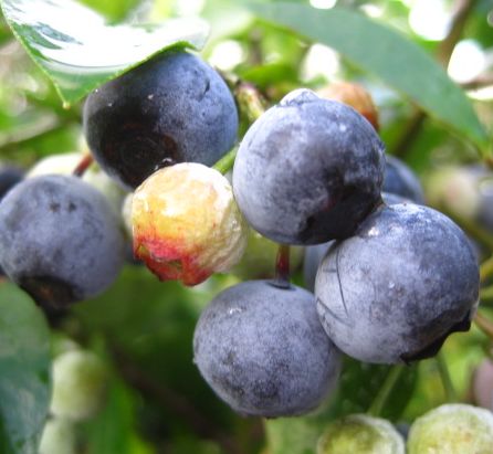 楽天市場】【現品】ソテツ サイカス カイルンシアナ ブルー 球体直径約