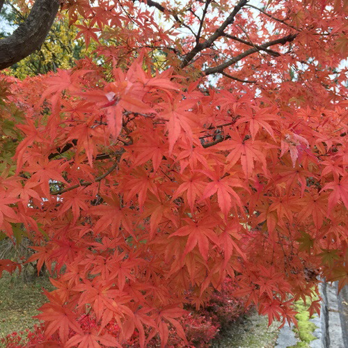 楽天市場】【選べる現品】イロハモミジ 苗木 株立ち 樹高約1.7m