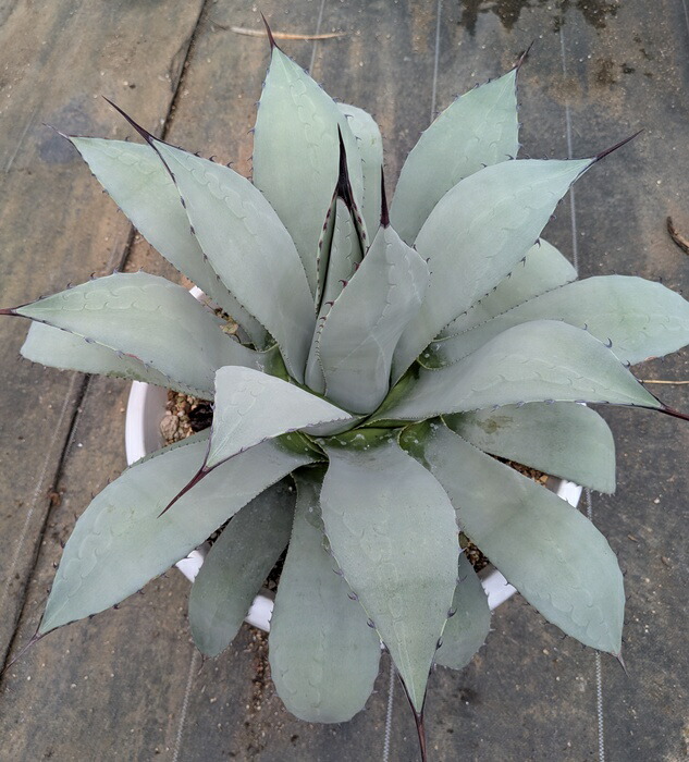 楽天市場】【現品】アガベ パリー 12号鉢植え【産直】 : 千草園芸