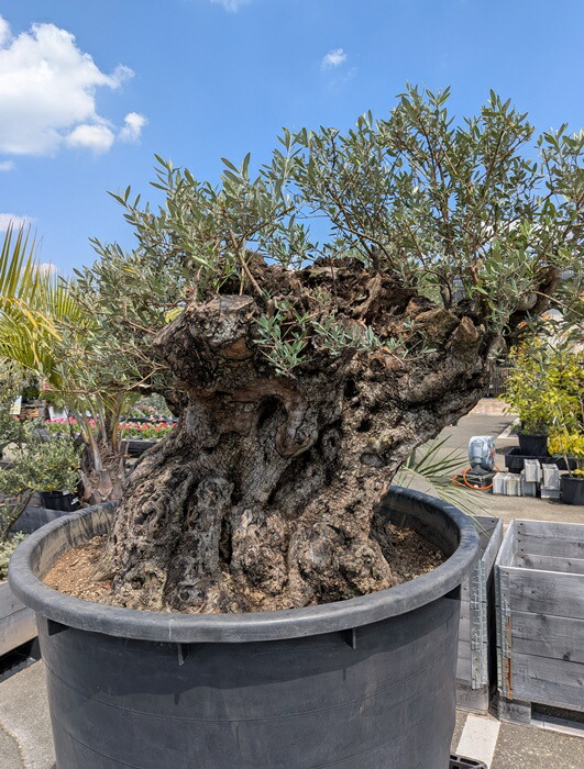 楽天市場】【現品】古木オリーブの木 直径約60cm 樹高約1.2m【超