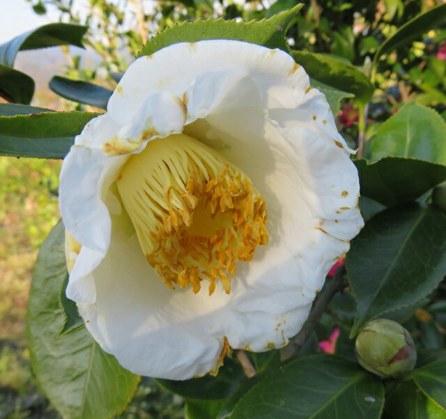 楽天市場】椿（ツバキ）加茂本阿弥（カモホンナミ) 4.5号 苗木(g03-2