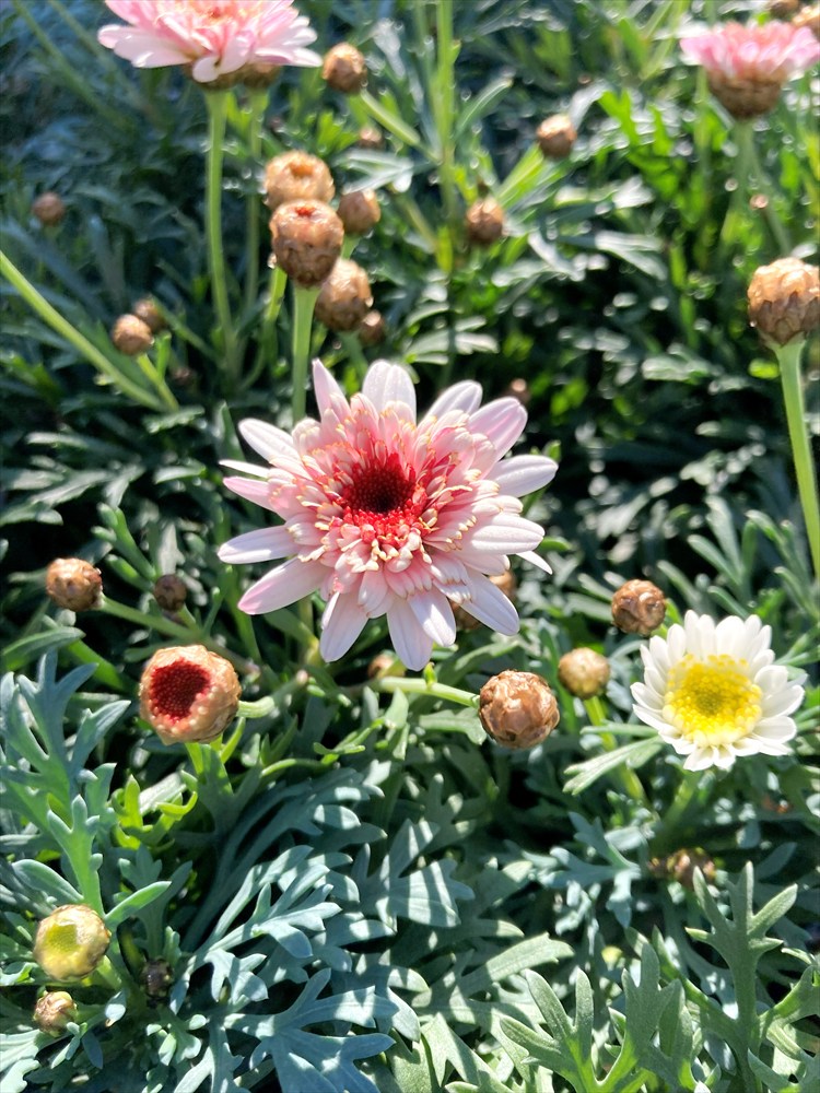 楽天市場】マーガレット 「レディーフレア」 3.5号ポット苗 : 千草園芸