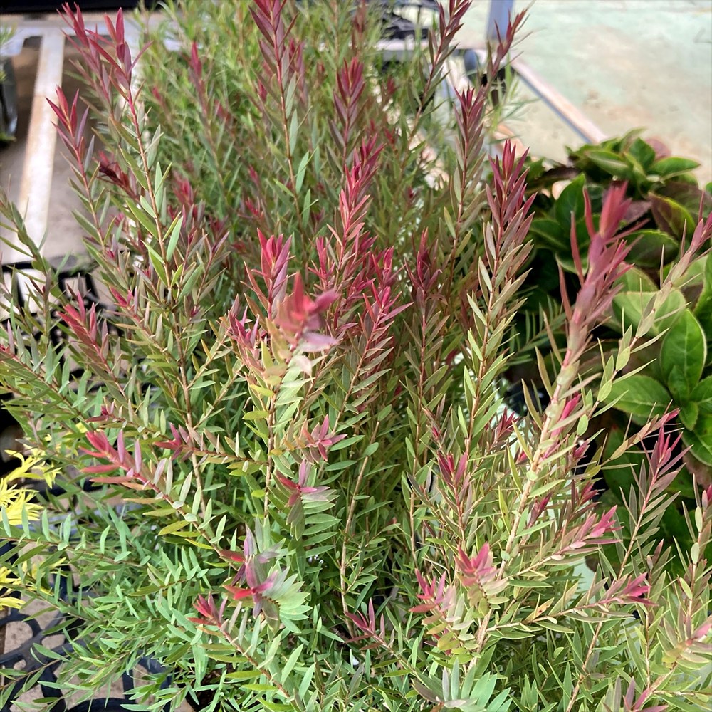 楽天市場】メラレウカ 「レッドジェム」 4.5号苗木 : 千草園芸