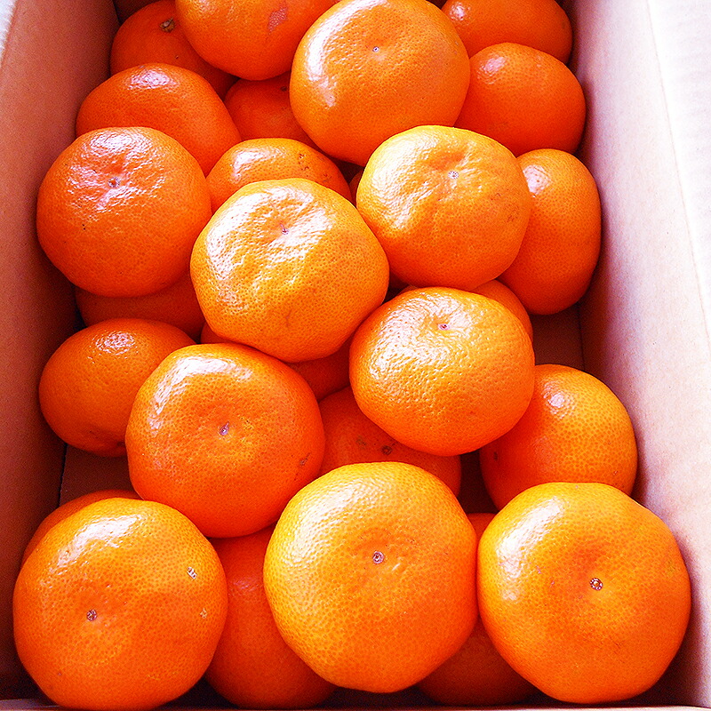 楽天市場】みかん 極早生 約5kg 送料無料 大玉限定 ご家庭用 高知産