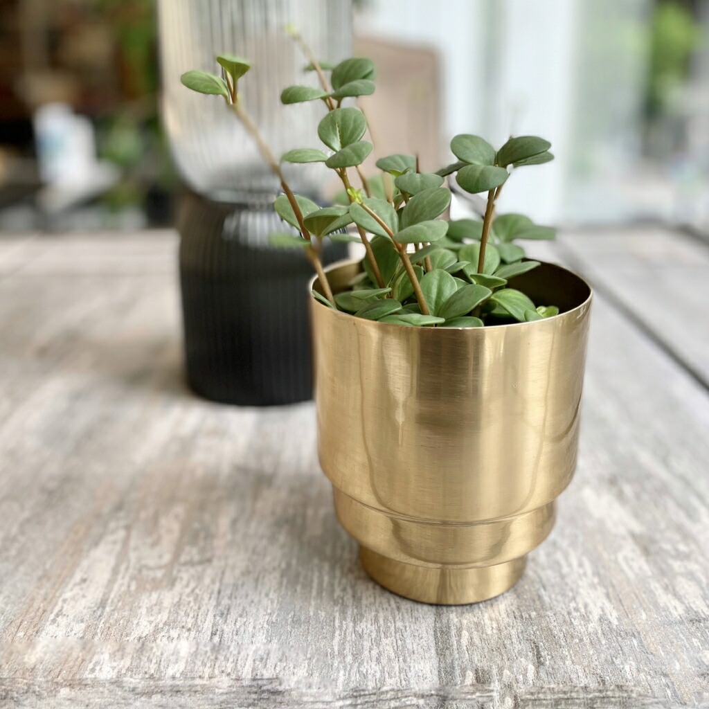 楽天市場】CLOVER(クローバー) アルミプランター ゴールド Φ11 3号鉢