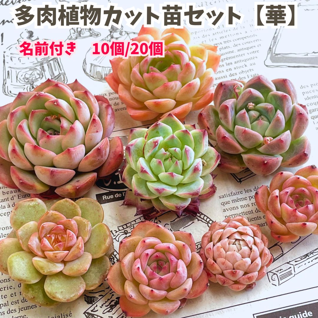 楽天市場】多肉植物 セールの通販